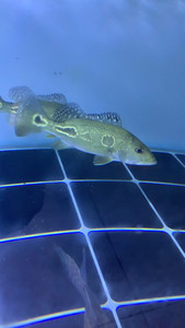 苏里南满天星三间,个人认为苏里南在三间鱼里面是最漂亮的一个品