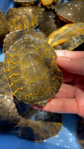 00meway6淘宝大河甜甜圈龟塔巴斯哥