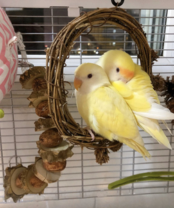 【日本桃鹦鹉】日本桃鹦鹉品牌,价格 - 阿里巴巴