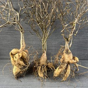 多肉植物 块根实生柳叶麒麟