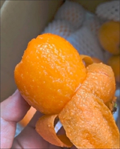 900人付款淘宝【农人直发】四川攀枝花米易枇杷新鲜枇杷云明水果店