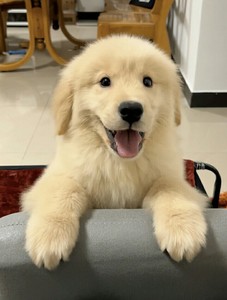 郑州金毛幼犬,因为房东不让狗,所以便宜转让.有人喜欢我的小金