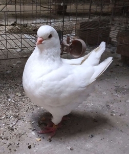 出售白色元宝种鸽受精蛋!有需要的欢迎预定1586493103