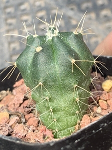 一物一拍0704,实生宇宙殿,1.9厘米左右,鹿角柱属仙人球