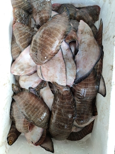 花手绢 龙利鱼 花塌鱼 舌头鱼 包邮