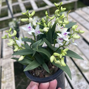 香水石斛澳洲石斛紫云紫花石斛兰带花苞