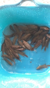 野生普叉叉尾国斗观赏鱼6-7厘米