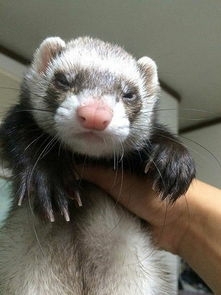 小龙貂宠物雪貂活雪貂小宠物雪貂幼体宠物貂活物宿舍懒人貂