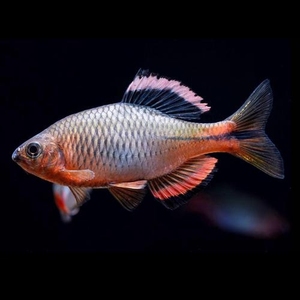 小烘烘同学淘宝泉州齐氏鳑鲏漳州齐氏鱊泉齐革条鱊原生鱼观赏鱼冷水