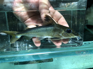 巴西绿海豚铁甲14-16厘米之间,只有现货十条,错过啥时候有