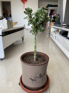 落地生根嫁接长寿花,双色,et外星人(黄色)和紫色品种,名字
