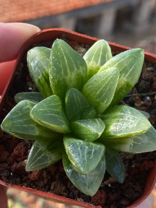 十二卷属玉露寿多肉植物福寿锦