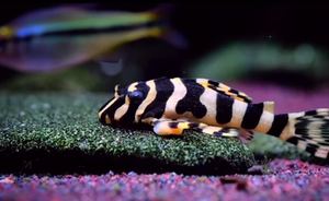 l134异型鱼#黄金斑马异形鱼 底栖鱼 观赏鱼 南美鱼 热带
