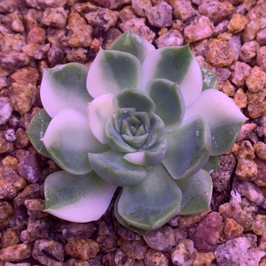 加勒比海蓝多肉