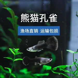 小熊猫孔雀鱼