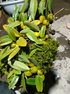 【石斛豆兰】石斛豆兰品牌,价格 - 阿里巴巴