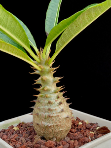 小胖子温莎瓶干温莎棒槌树pachypodium windso