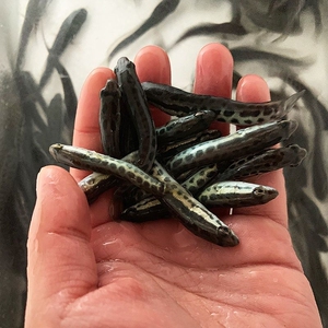 纯野生黑鱼苗,黑鱼苗批发 乌鳢鱼苗 生鱼苗财鱼苗便宜出售比某