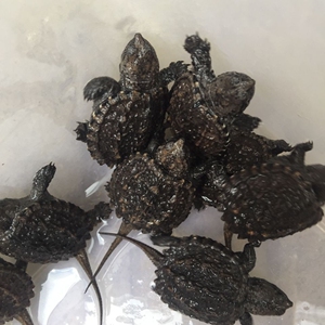 出2022年头苗小鳄龟苗杂佛苗(一个20元包邮)!宠物乌龟图