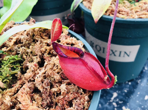 黑月苹果猪笼草