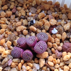 00amysyz淘宝墨小锥唐草纹勇者之楯,日本购入,纹路清晰连贯,分株3头