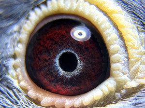 杨阿腾鸽子蛋,杨阿腾 ·米歇尔·紫罗兰 精品细圈  纯色