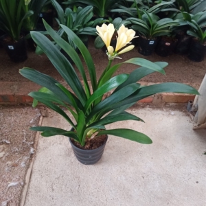 稀有多头开黄花群兰君子兰盆栽,连体三棵,现已结果,无花,有喜