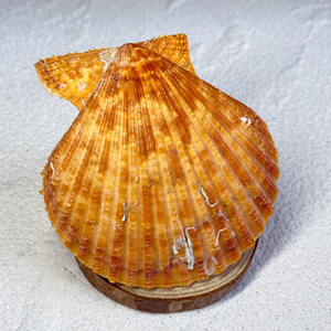 已预订了:华贵类栉孔扇贝～国产～原生态!