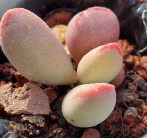 亚仙桃多肉-淘宝拼多多热销亚仙桃多肉货源拿货 - 阿里巴巴货源