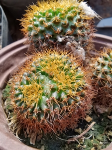 黄金士童仙人球