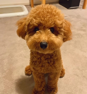 泰迪幼犬香槟色贵宾小体茶杯长不大幼犬活体家养纯种小狗动物活的