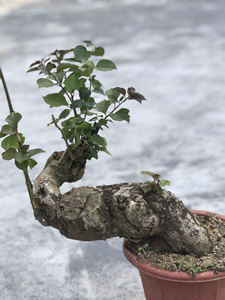 三角梅矮霸老桩,品种不是大红就是水红,带盆包邮广东,发货时长