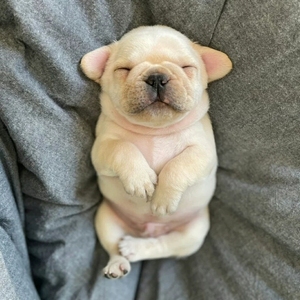 法斗幼犬犬狗狗都是自家繁殖的,按时做了疫苗驱虫,健康活泼,身