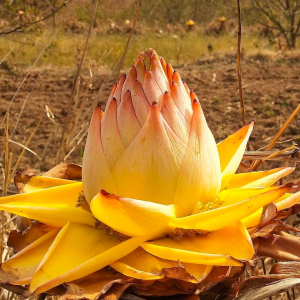云南地涌金莲带花千叶佛莲千瓣莲花多年生花卉盆栽佛教花卉盆栽