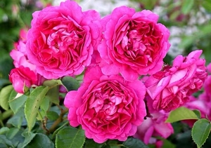 伊芙胭脂口红月季