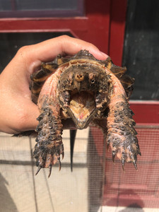 变异大鳄龟 大理石 非wg 公 变异大鳄龟背甲厚实修长,拉丝