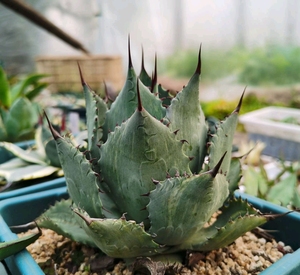 山宅雷神龙舌兰,山宅雷神拉丝锦,山宅雷神是小型种,成株15厘