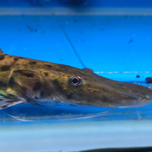 虎纹鸭嘴18-20公分,长须鲶科的一种鱼类,分布于南美洲亚马