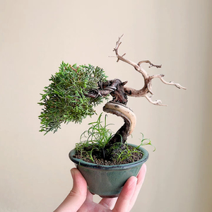 日本原盆系鱼川真柏盆景糸鱼川扭杆舍利天枝掌上指尖微型小品一手