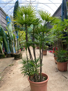 老桩一盆8-9颗,59包邮金山棕棕竹细叶贝叶粽竹盆栽室内绿植