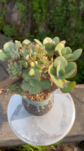 成株#大瑞蝶缀化自然群生朵朵缀化老桩一体韩货多肉植物便宜出