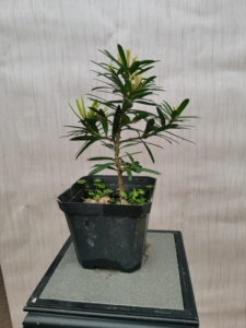 小叶黄芽罗汉松