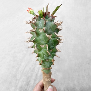 90wangsirong1992淘宝火麒麟仙人球群生多肉植物盆栽红刺麒麟类大戟