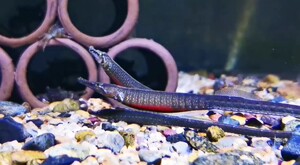 红腹海龙鱼绿海龙趴趴龙鱼淡水淡化红腹小海龙热带观赏鱼活体