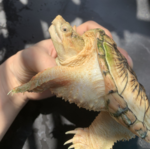 变异小鳄龟 橙子 金橙 柠檬 变异北美 黑佛 白佛 佛鳄龟