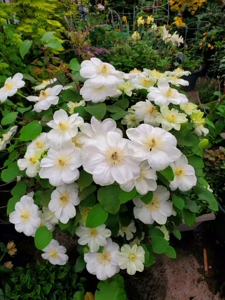 铁线莲格恩西岛