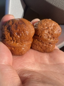 方尊元宝铁核桃44双开背龙脊蛤蟆头金蟾,玩了5年了,老果,克