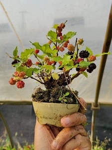 日本姬桑,果桑,姬果桑,观果期,可食用,含盆,顺丰包邮