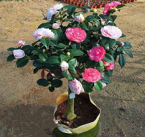 大五宝茶花
