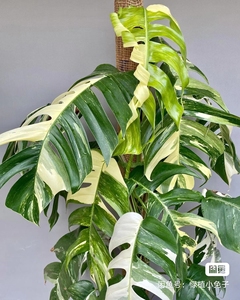 白锦麒麟尾,图①是花友的成型图.图中的4盆,39元每